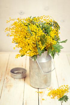 Mimosa flowers in a vintage metal milk can on the rustic white wooden background. Shabby chic style decoration with flowers. Selective focus. Vintage retro toned