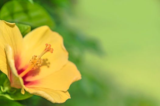 Close-up on a yellow hibiscus flower blooming in the Naha City of Okinawa island against a blurry natural background.