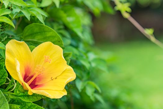 Yellow hibiscus blooming flower on a beach of Naha City in Okinawa island in Japan.