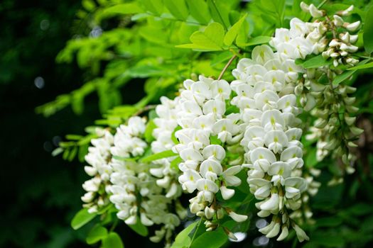 Acacia tree blooming in the spring. Flowers branch with a green background. White acacia flowering, sunny day. Abundant flowering. Source of nectar for tender fragrant honey. High quality photo