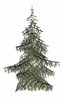 Beautiful single fir evergreen pine tree isolated in white background - 3D render
