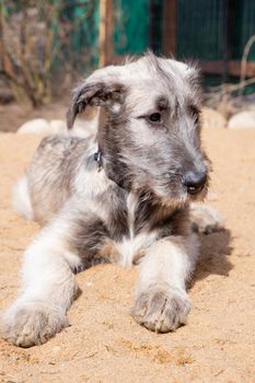 The portrait of a puppy of breed the Irish Wolfhound sits on a green grass in the yard.