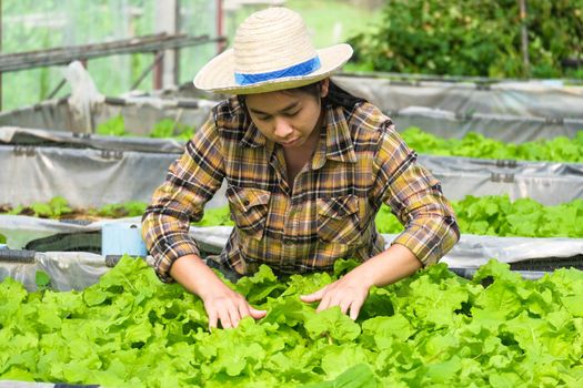 A woman gardener caring for organic vegetable in the home vegetable garden. Female farmer working at her organic farm. Home gardening and grow vegetable concept.