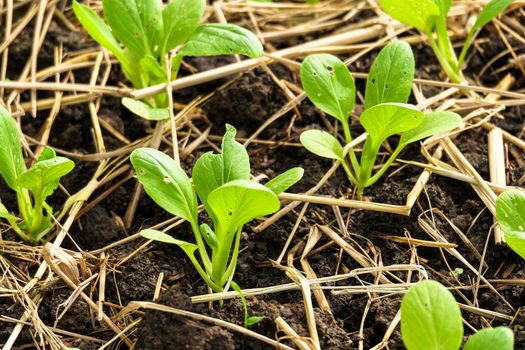 Close-up of vegetable seedlings growing in the ground covered with dry straw in an organic farm.