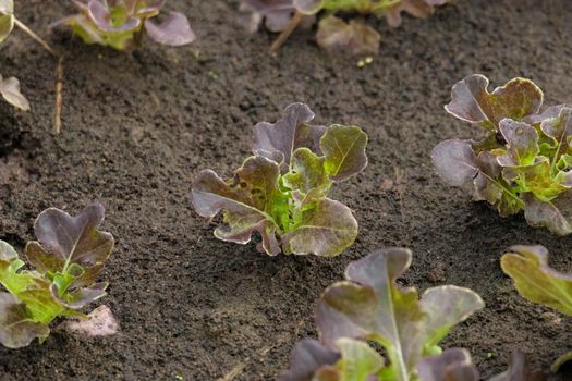 Close-up of vegetable seedlings growing in the ground in an organic farm. Home gardening and grow vegetable concept.