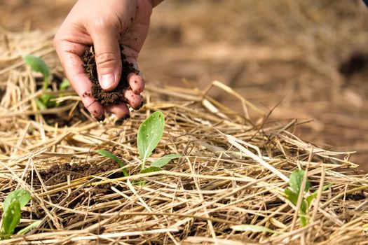 Female hands planting plants and taking care of her vegetable garden. Farmer covering young plants with dried straw to protect against rapid drying and control weeds in the garden.