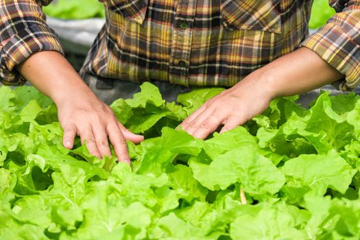 A woman gardener caring for organic vegetable in the home vegetable garden. Female farmer working at her organic farm. Home gardening and grow vegetable concept.