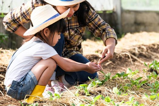 Little girl wearing a hat helps her mother in the garden, a little gardener. Cute girl planting vegetables in the garden.