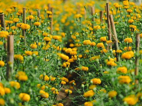 Yellow marigolds blooming in the garden. Mexican marigold flower or tagetes merigolds or ganda grow in a field. Natural beautiful background