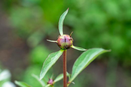 an unopened peony bud with ants close-up. photo