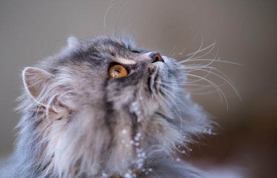 Fluffy gray cat close-up. Gray cat with big yellow eyes. Beautiful portrait of a cat.