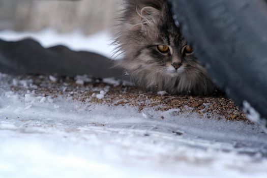 Fluffy gray cat close-up. Gray cat with big yellow eyes. The cat sits under the wheel of the car.