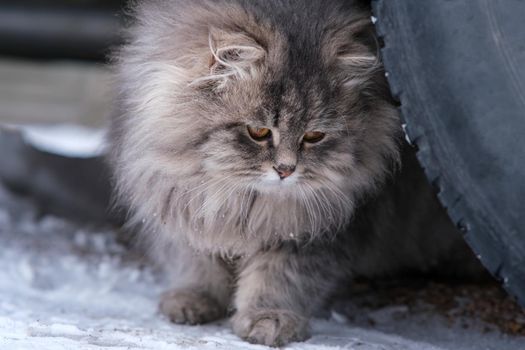 Fluffy gray cat close-up. Gray cat with big yellow eyes. The cat sits under the wheel of the car.