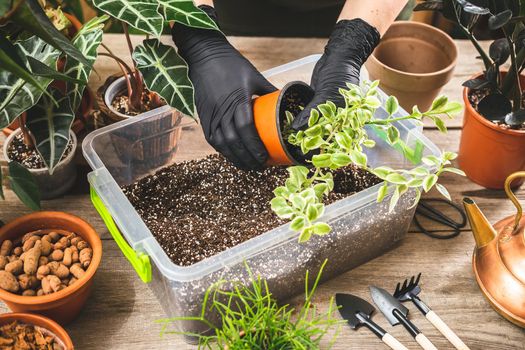 Woman hands taking out the plant from its nursery pot. Spring gardening and transplanting time. Hobbies and leisure concept