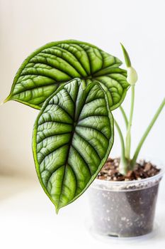 Alocasia Baginda Dragon Scale starting to bloom with a tiny white flower. Beautiful leaf of alocasia plant