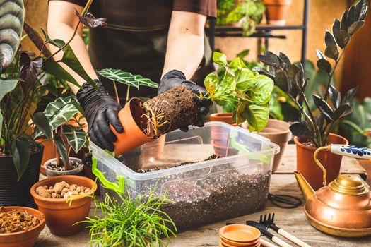 Woman surrounded by the potted plants showing healthy roots of the syngonium plant taken out from the brown nursery pot. Repotting process