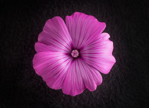 Top view of a flower on black background. Flat lay, top view.