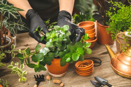 Placing the cuttings of Kalanchoe plant into the terra cotta planter. Woman repotting houseplants at home