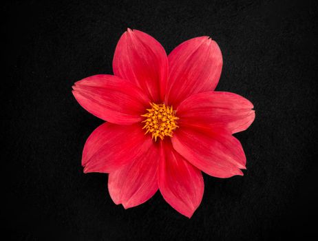 Delicate flower on a black background. On a dark background.