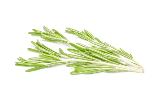 Fresh rosemary isolated isolated on white background cutout