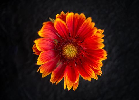 Beautiful flower on a black background. On black background.