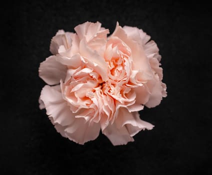 One flower on a black background. Flat lay, top view.