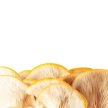 oyster mushroom close up isolated on white background.