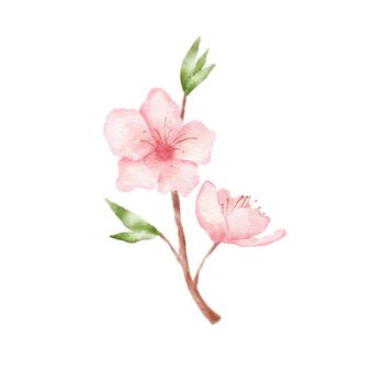 Branch of Cherry blossom illustration. Watercolor painting sakura isolated on white background. Japanese flower