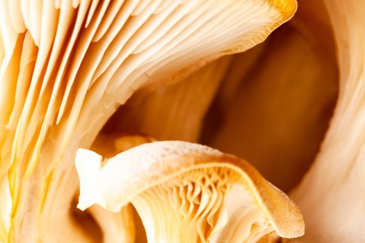 Mushrooms pattern for design. Oyster mushrooms. Healthy eating Eco food Vegetarian. Background. Soft focus.