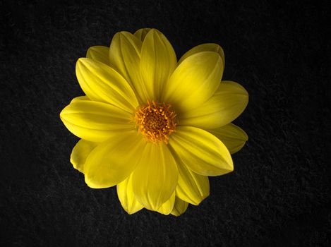 Top view of a flower on a black background. View from above.