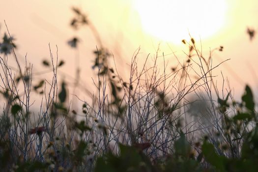 dry grass flowers on sunset sky background. Sun setting in a countryside hay field. Nature background.