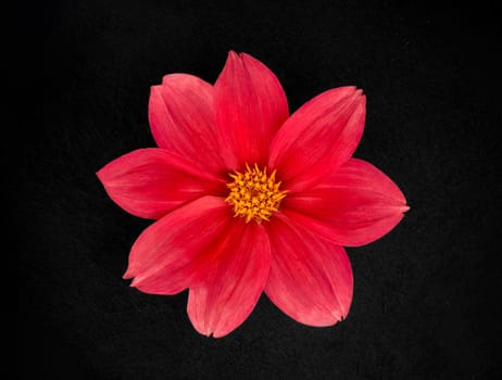 One flower on black background. Decorative flowers.