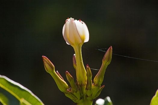 The first bud of the Madagaskar Palm (Pachypodium lamere)