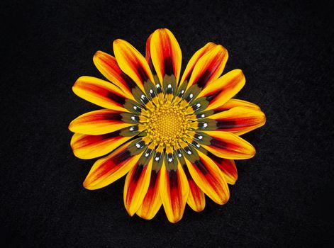 Top view of a flower on a black background. Photo from above.