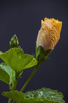 A soon to open bud of a yellow Hibiscus flower with green leaves isolated on a dark background.