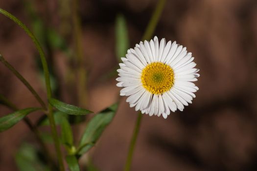 Macro image of a single Mexican Daisy (Erigeron karvinskianus) flower