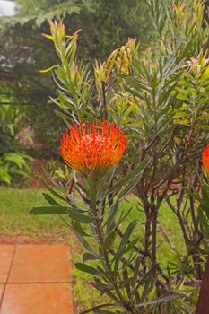 Pincushion Protea (Leucospermum cordifolium) in a rural South African garden