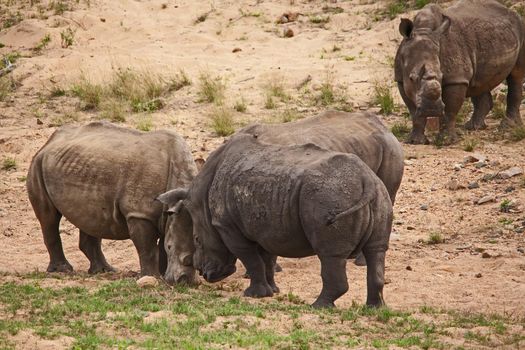 Dehorned White Rhino (Ceratotherium simum)  in Kruger National Park. South African National Parks dehorn rhinos in an attempt curb poaching