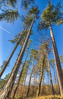 Looking up in a pine forest. Day view
