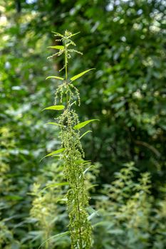 Urtica dioica often called common nettle, or stinging nettle, or nettle leaf. 