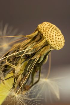 Blossomed dandelion head close up