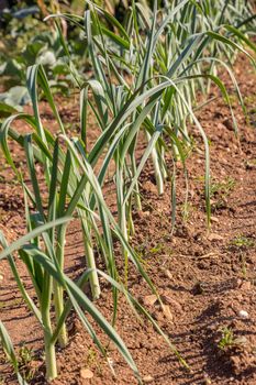 Spring garlic is growing in the vegetable garden. Growing garlic in a plant. Farm vegetable. Small sapling of garlic.