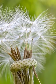 Amazing dandelion head with some stamens. Close up