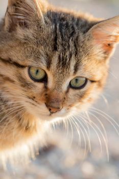 Portrait of a cute small cat. Close up