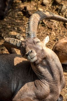 Alpine ibex mountain goat with big horns - standing to sunbathe. Vertical view