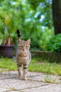 beauty wild cat walking in the garden