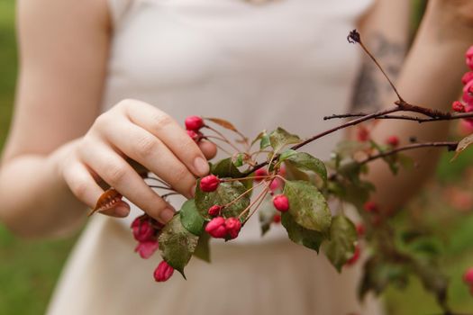 Pink flowers of a blossoming apple tree in a woman's hand.