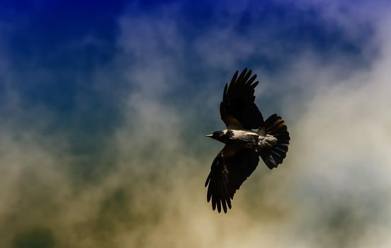 Hooded Crow Flying in the Sky with Wings Spread