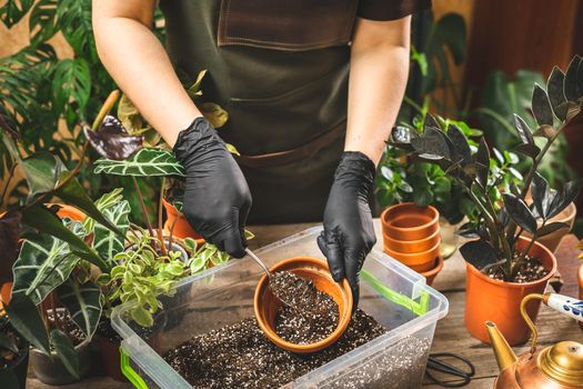 Plant store worker wearing apron filling the ceramic pot with the soil. Seedlings planting process. Home gardening. Hobbies and leisure concept