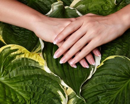 Beautiful Female Palms with Perfect French Manicure on Green Leaves Background. Natural Cosmetic for Hand Care. Light Nails Polish, Clean Soft Skin.